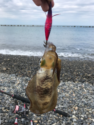 サーフエギング