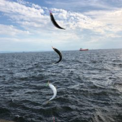 ミニ波止 夕まずめ渋め