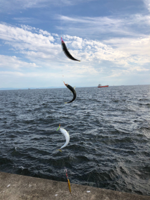 ミニ波止 夕まずめ渋め