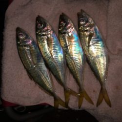 ☆尺アジ狙い☆