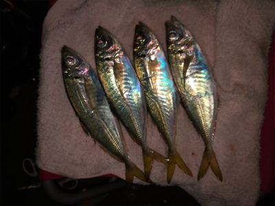 ☆尺アジ狙い☆