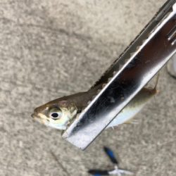 1年ぶりのハゼ釣り