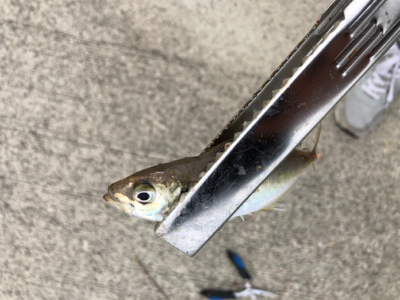 1年ぶりのハゼ釣り