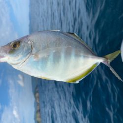 久しぶりの熊野沖でボート釣行