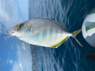 久しぶりの熊野沖でボート釣行