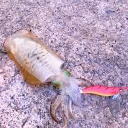 サーフエギング