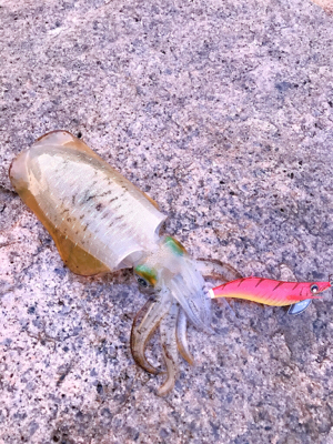 サーフエギング