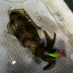 ナイトティップランエギング