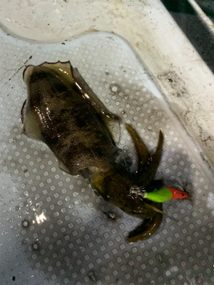 ナイトティップランエギング