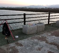 五色浜で、カサゴ、アナゴ、ゴンズイ、サメ、タイ