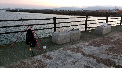 五色浜で、カサゴ、アナゴ、ゴンズイ、サメ、タイ