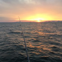 ちょっと難しいサビキ釣り