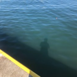 マイワシ、ウルメイワシが乱舞。まさに入れ食い。