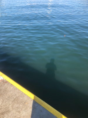 マイワシ、ウルメイワシが乱舞。まさに入れ食い。