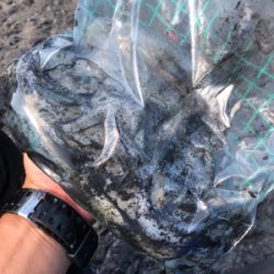 イカさんスクスク成長中