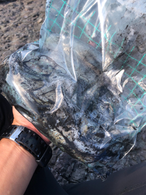 イカさんスクスク成長中