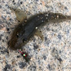 10年ぶりのハゼ釣り