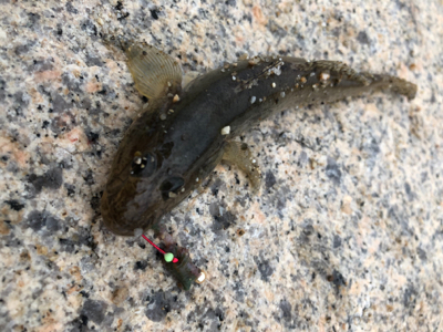 10年ぶりのハゼ釣り