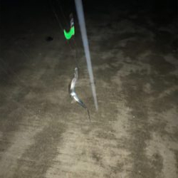 今年初タチウオ