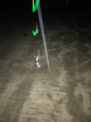 今年初タチウオ