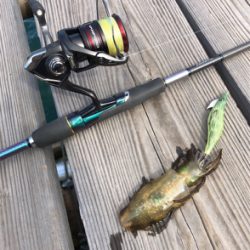 秋イカと剣先イカ☆GUNNING-STYLE