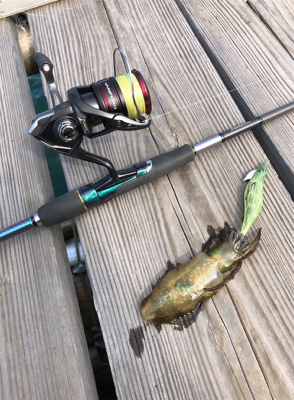 秋イカと剣先イカ☆GUNNING-STYLE