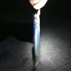 大阪湾奥アジング イワシ多い