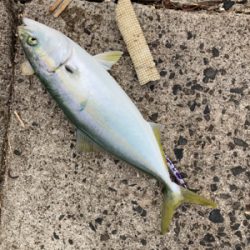 ブリ70センチを頭に、3本の青物釣果！