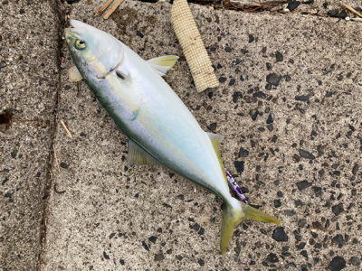 ブリ70センチを頭に、3本の青物釣果！