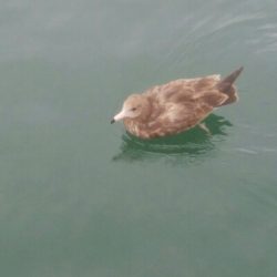 障泥烏賊2杯、キジハタ2匹、アナハゼ1匹、ダツ1