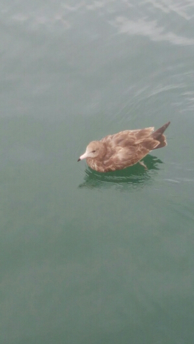 障泥烏賊2杯、キジハタ2匹、アナハゼ1匹、ダツ1