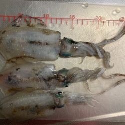 ちょっと大っきくなってきた