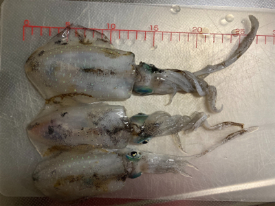 ちょっと大っきくなってきた