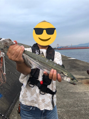 禁断の平日釣行…タチウオ不発も…メジロ、サゴシ