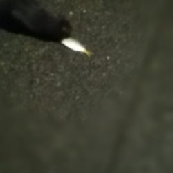 アジング練習 193