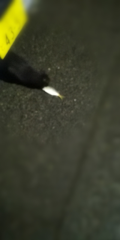 アジング練習 193