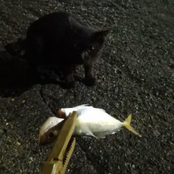 アジング練習 194