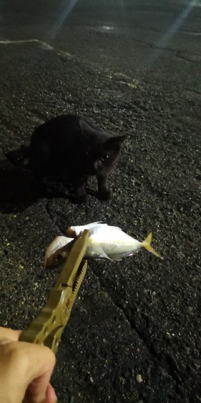 アジング練習 194