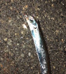 アジングナイト