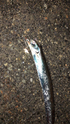 アジングナイト