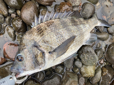 ショアジギングで、まさかの本チヌ釣れました！！