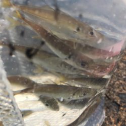 エギングとノマセ