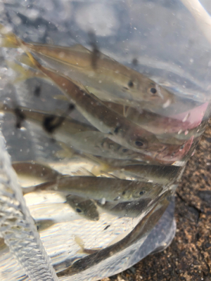 エギングとノマセ