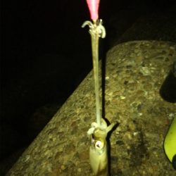 秋らしいエギング(^。^)