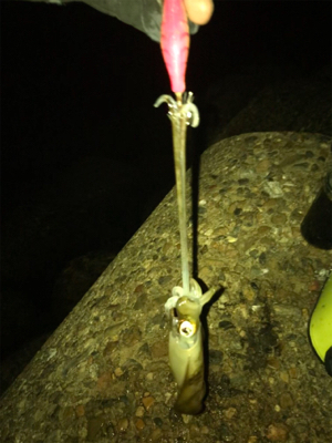 秋らしいエギング(^。^)