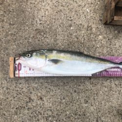 明石沖ジギング