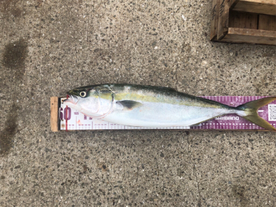 明石沖ジギング