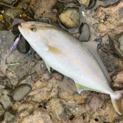 青物シーズン突入！！カンパチの子二匹！！