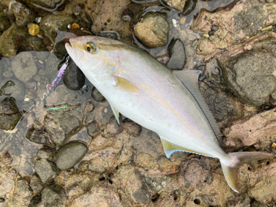 青物シーズン突入！！カンパチの子二匹！！