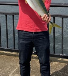 やっと来た青物